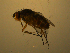  ( - 07PROBE-JW1063)  @12 [ ] CreativeCommons - Attribution (2010) Unspecified Centre for Biodiversity Genomics