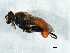  ( - 07PROBE-JW0969)  @12 [ ] CreativeCommons - Attribution (2010) Unspecified Centre for Biodiversity Genomics