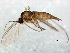  ( - 09PROBE-JW0607)  @13 [ ] CreativeCommons - Attribution (2010) CBG Photography Group Centre for Biodiversity Genomics