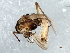  ( - 09PROBE-JW0655)  @13 [ ] CreativeCommons - Attribution (2010) CBG Photography Group Centre for Biodiversity Genomics