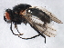  ( - 09PROBE-JW0022)  @12 [ ] CreativeCommons - Attribution (2010) CBG Photography Group Centre for Biodiversity Genomics