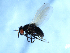  ( - 09PROBE-JW0029)  @13 [ ] CreativeCommons - Attribution (2010) Unspecified Centre for Biodiversity Genomics