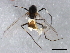  ( - 09PROBE-JW0067)  @12 [ ] CreativeCommons - Attribution (2010) CBG Photography Group Centre for Biodiversity Genomics