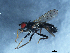  ( - 09PROBE-JW0191)  @13 [ ] CreativeCommons - Attribution (2010) Unspecified Centre for Biodiversity Genomics