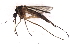  (Aedes excrucians - 09PROBE-JW0227)  @14 [ ] CreativeCommons - Attribution (2010) CBG Photography Group Centre for Biodiversity Genomics