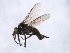  ( - 09PROBE-JW0490)  @13 [ ] CreativeCommons - Attribution (2010) CBG Photography Group Centre for Biodiversity Genomics