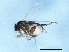  ( - 09PROBE-JW0695)  @12 [ ] CreativeCommons - Attribution (2010) CBG Photography Group Centre for Biodiversity Genomics
