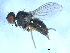  ( - 09PROBE-JW0759)  @12 [ ] CreativeCommons - Attribution (2010) CBG Photography Group Centre for Biodiversity Genomics