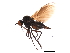  (Rhamphomyia clavigera grp. sp. BJS1 - 09PROBE-JW0816)  @14 [ ] CreativeCommons - Attribution (2010) CBG Photography Group Centre for Biodiversity Genomics