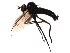  (Rhamphomyia pusilla - 09PROBE-JW0826)  @14 [ ] CreativeCommons - Attribution (2010) CBG Photography Group Centre for Biodiversity Genomics