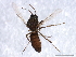  ( - 09PROBE-JW1241)  @13 [ ] CreativeCommons - Attribution (2010) CBG Photography Group Centre for Biodiversity Genomics