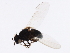  ( - 09PROBE-JW1363)  @13 [ ] CreativeCommons - Attribution (2010) CBG Photography Group Centre for Biodiversity Genomics