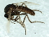  ( - 09PROBE-JW1389)  @13 [ ] CreativeCommons - Attribution (2010) CBG Photography Group Centre for Biodiversity Genomics