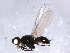  ( - 09PROBE-JW1168)  @13 [ ] CreativeCommons - Attribution (2010) CBG Photography Group Centre for Biodiversity Genomics