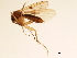  (Mycetophila sp. CJB6 - 09PROBE-JW0961)  @13 [ ] CreativeCommons - Attribution (2010) CBG Photography Group Centre for Biodiversity Genomics
