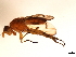  ( - 09PROBE-JW1018)  @13 [ ] CreativeCommons - Attribution (2010) CBG Photography Group Centre for Biodiversity Genomics