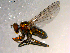  ( - 10PROBE-07501)  @13 [ ] CreativeCommons - Attribution (2011) CBG Photography Group Centre for Biodiversity Genomics