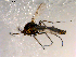  ( - 10PROBE-07507)  @13 [ ] CreativeCommons - Attribution (2011) CBG Photography Group Centre for Biodiversity Genomics