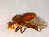 ( - 10PROBE-07578)  @13 [ ] CreativeCommons - Attribution (2011) CBG Photography Group Centre for Biodiversity Genomics