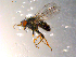  ( - 10PROBE-08844)  @13 [ ] CreativeCommons - Attribution (2011) CBG Photography Group Centre for Biodiversity Genomics