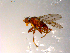  ( - 10PROBE-08847)  @12 [ ] CreativeCommons - Attribution (2011) CBG Photography Group Centre for Biodiversity Genomics
