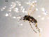  ( - 10PROBE-08861)  @12 [ ] CreativeCommons - Attribution (2011) CBG Photography Group Centre for Biodiversity Genomics
