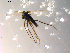  ( - 10PROBE-08863)  @12 [ ] CreativeCommons - Attribution (2011) CBG Photography Group Centre for Biodiversity Genomics