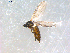  ( - 10PROBE-08928)  @12 [ ] CreativeCommons - Attribution (2011) CBG Photography Group Centre for Biodiversity Genomics