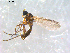  ( - 10PROBE-08930)  @13 [ ] CreativeCommons - Attribution (2011) CBG Photography Group Centre for Biodiversity Genomics