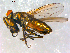  ( - 10PROBE-08937)  @12 [ ] CreativeCommons - Attribution (2011) CBG Photography Group Centre for Biodiversity Genomics