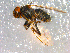  ( - 10PROBE-08954)  @13 [ ] CreativeCommons - Attribution (2011) CBG Photography Group Centre for Biodiversity Genomics
