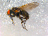  ( - 10PROBE-08955)  @13 [ ] CreativeCommons - Attribution (2011) CBG Photography Group Centre for Biodiversity Genomics