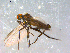  ( - 10PROBE-08978)  @12 [ ] CreativeCommons - Attribution (2011) CBG Photography Group Centre for Biodiversity Genomics