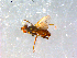  ( - 10PROBE-08980)  @12 [ ] CreativeCommons - Attribution (2011) CBG Photography Group Centre for Biodiversity Genomics