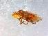  ( - 10PROBE-08983)  @12 [ ] CreativeCommons - Attribution (2011) CBG Photography Group Centre for Biodiversity Genomics