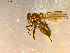  ( - 10PROBE-08995)  @13 [ ] CreativeCommons - Attribution (2011) CBG Photography Group Centre for Biodiversity Genomics