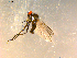  ( - 10PROBE-08996)  @13 [ ] CreativeCommons - Attribution (2011) CBG Photography Group Centre for Biodiversity Genomics