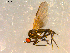  ( - 10PROBE-08997)  @13 [ ] CreativeCommons - Attribution (2011) CBG Photography Group Centre for Biodiversity Genomics