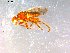  ( - 10PROBE-09012)  @13 [ ] CreativeCommons - Attribution (2011) CBG Photography Group Centre for Biodiversity Genomics