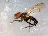  ( - 10PROBE-09013)  @12 [ ] CreativeCommons - Attribution (2011) CBG Photography Group Centre for Biodiversity Genomics