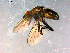  ( - 10PROBE-09014)  @12 [ ] CreativeCommons - Attribution (2011) CBG Photography Group Centre for Biodiversity Genomics