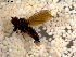  ( - 10PROBE-09725)  @11 [ ] CreativeCommons - Attribution (2011) CBG Photography Group Centre for Biodiversity Genomics