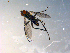  (Dolichopus stenhammari - 10PROBE-09739)  @13 [ ] CreativeCommons - Attribution (2011) CBG Photography Group Centre for Biodiversity Genomics