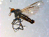  ( - 10PROBE-09740)  @12 [ ] CreativeCommons - Attribution (2011) CBG Photography Group Centre for Biodiversity Genomics