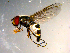 ( - 10PROBE-09746)  @13 [ ] CreativeCommons - Attribution (2011) CBG Photography Group Centre for Biodiversity Genomics