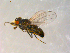  ( - 10PROBE-09751)  @12 [ ] CreativeCommons - Attribution (2011) CBG Photography Group Centre for Biodiversity Genomics