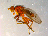  (Pherbellia fisheri - 10PROBE-09761)  @13 [ ] CreativeCommons - Attribution (2011) CBG Photography Group Centre for Biodiversity Genomics