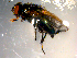  ( - 10PROBE-09766)  @13 [ ] CreativeCommons - Attribution (2011) CBG Photography Group Centre for Biodiversity Genomics