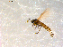  ( - 10PROBE-09807)  @12 [ ] CreativeCommons - Attribution (2011) CBG Photography Group Centre for Biodiversity Genomics