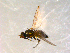  ( - 10PROBE-09808)  @13 [ ] CreativeCommons - Attribution (2011) CBG Photography Group Centre for Biodiversity Genomics